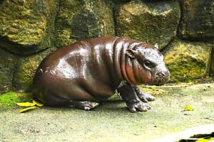 น้อง‘หมูเด้ง’น่ารักตามธรรมชาตินะ ไม่มีหลอกลวงใครจ้าาา