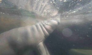 ว้าว! เบื้องหลัง น้อง‘หมูเด้ง’โตเร็ว