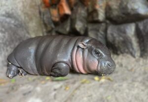 น้อง‘หมูเด้ง’น่ารักในวัยเต็ม 4 เดือน