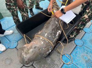 รายงานพิเศษ : สัญญาณเตือนภัยจาก‘ธรณ์ ธำรงนาวาสวัสดิ์’ แค่สองปี พะยูนตาย 81 ตัว