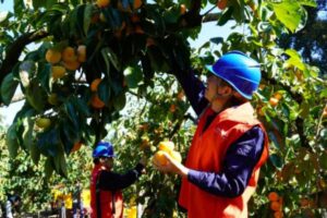 ‘เทคโนโลยีอบแห้งไฟฟ้า’ หนุนเกษตรกรผู้ปลูกพลับในจีน